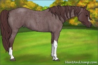Horse Color:Chocolate Blue Roan 