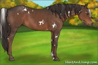 Horse Color:White Spotted Liver Chestnut 