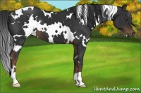 Horse Color:White Spotted Liver Chestnut 