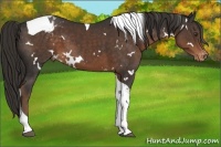 Horse Color:White Spotted Liver Chestnut Tobiano Appaloosa