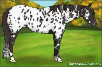 Horse Color:White Spotted Liver Chestnut Blanket 