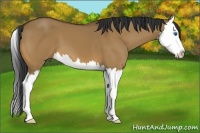 Horse Color:Bay Dun Splash 