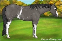 Horse Color:White Spotted Grullo