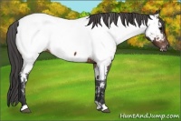 Horse Color:Bay Appaloosa 