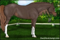 Horse Color:Liver Red Roan 