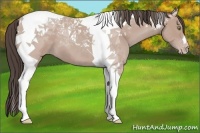 Horse Color:Amber Champagne Tobiano