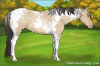 Horse Color:Amber Champagne Dun Tobiano 