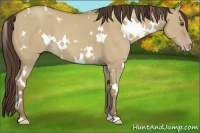 Horse Color:White Spotted Classic Champagne Dun