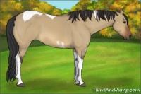 Horse Color:Bay Dun Tobiano 