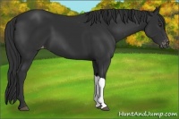 Horse Color:Liver Chestnut Appaloosa 