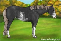 Horse Color:Liver Chestnut Sabino Appaloosa