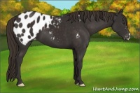 Horse Color:Liver Chestnut Appaloosa 