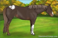 Horse Color:Liver Chestnut Appaloosa 