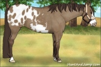 Horse Color:Liver Red Dun Frame Appaloosa 