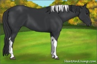 Horse Color:Black Sabino Tobiano 