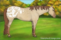 Horse Color:Red Dun Sabino Appaloosa 
