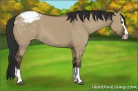 Horse Color:Liver Red Dun Sabino Splash Appaloosa 