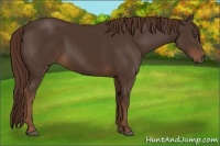 Horse Color:Liver Chestnut Sabino