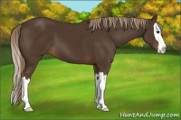 Horse Color:Liver Chestnut Sabino Splash 
