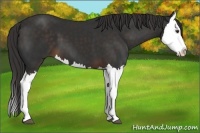 Horse Color:Liver Chestnut Splash 