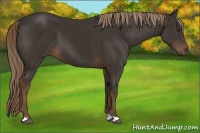 Horse Color:Liver Chestnut 