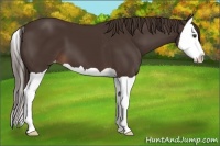 Horse Color:Liver Chestnut Splash Appaloosa 