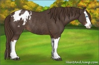 Horse Color:Liver Chestnut Splash Appaloosa Rabicano 