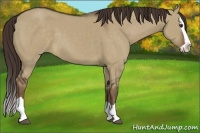 Horse Color:Liver Red Dun Splash 
