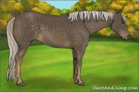 Horse Color:Chocolate Palomino 