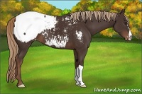 Horse Color:Liver Chestnut Appaloosa 