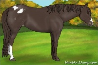 Horse Color:Liver Chestnut Appaloosa 