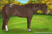 Horse Color:Liver Chestnut Sabino Blanket 