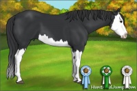 Horse Color:Black Splash