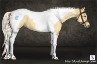 Horse Color:Palomino Tobiano 