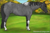 Horse Color:Blue Roan Tobiano 