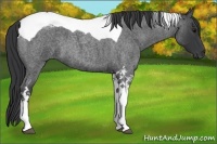 Horse Color:Blue Roan Tobiano