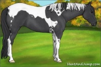 Horse Color:Blue Roan Tobiano 