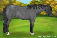 Horse Color:Blue Roan Varnish 