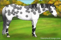 Horse Color:Blue Roan Splash Tobiano Appaloosa 