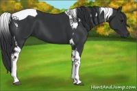 Horse Color:Black Tobiano