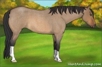 Horse Color:Bay Roan Dun 