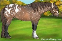 Horse Color:Buckskin Blanket 