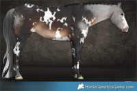 Horse Color:White Spotted Brown