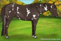 Horse Color:White Spotted Liver Chestnut 