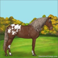 Horse Color:Chestnut Appaloosa