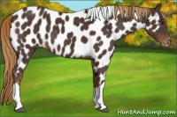 Horse Color:Liver Chestnut Tobiano Appaloosa