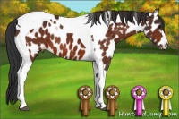 Horse Color:Bay Tobiano Appaloosa 