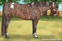 Horse Color:Liver Chestnut Sabino Appaloosa 