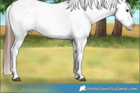Horse Color:White Spotted Bay Appaloosa