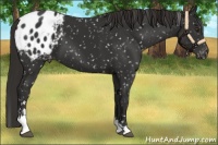 Horse Color:Liver Chestnut Sabino Appaloosa 